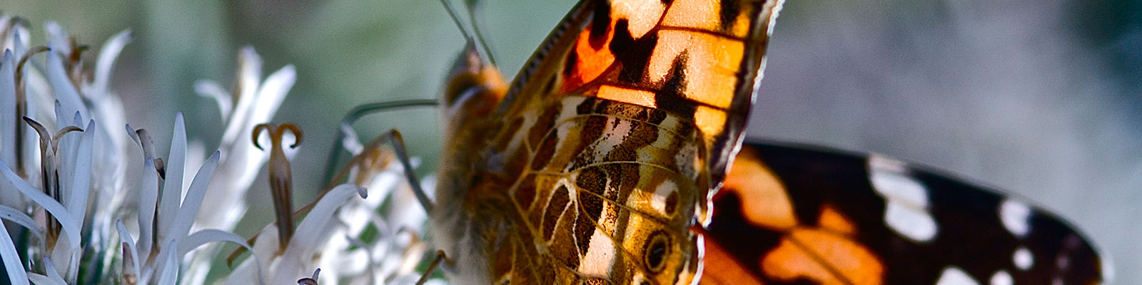 Schmetterling in der Natur.